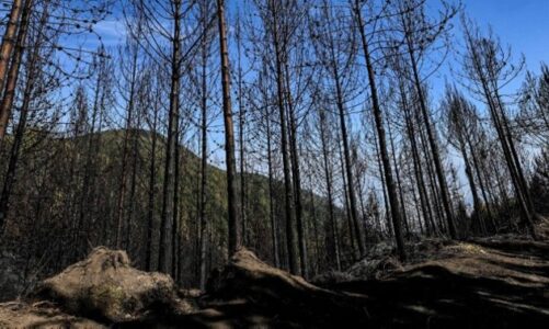 zjarret pyjore kane shkaterruar me shume se 17000 hektare ne kolumbi qe nga nentori