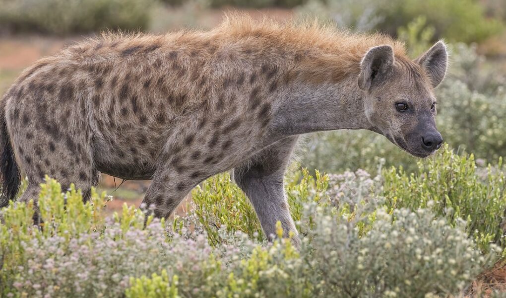 1 person ka vdekur dhe 2 te tjere jane plagosur si pasoje e nje sulmi nga hienat ne kenia