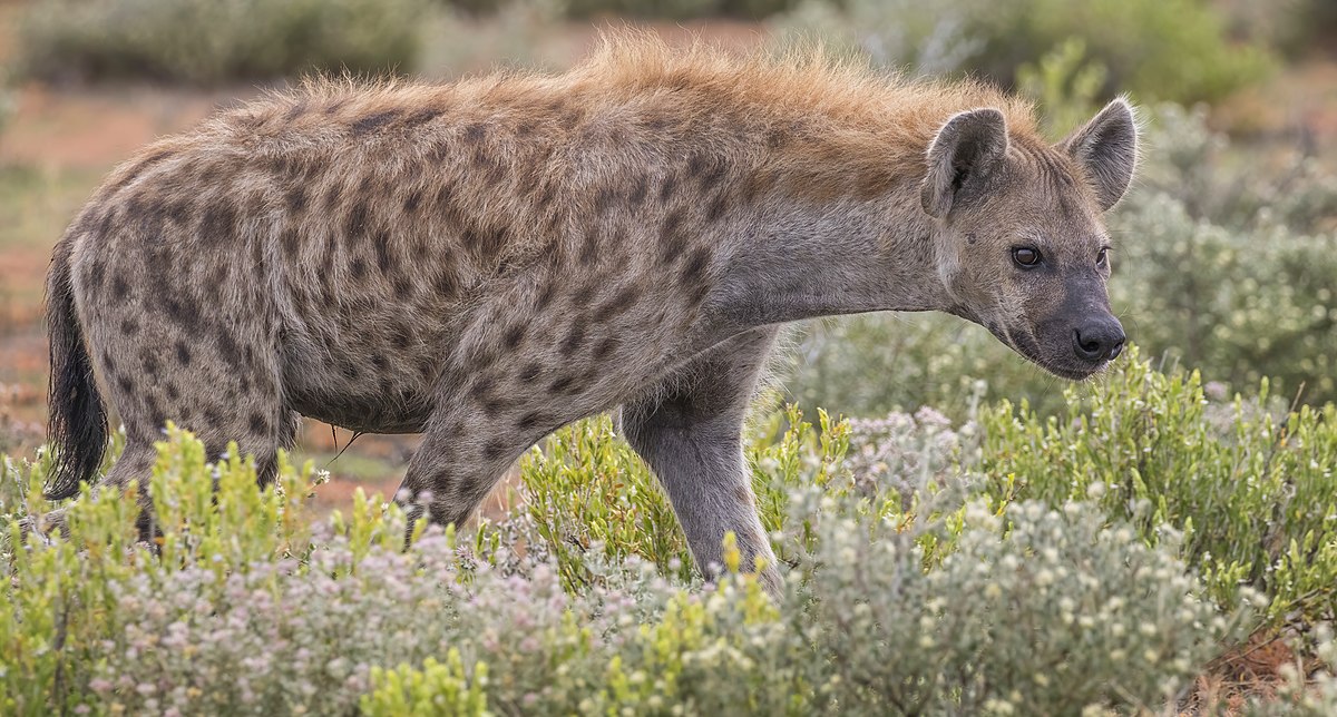 1 person ka vdekur dhe 2 te tjere jane plagosur si pasoje e nje sulmi nga hienat ne kenia