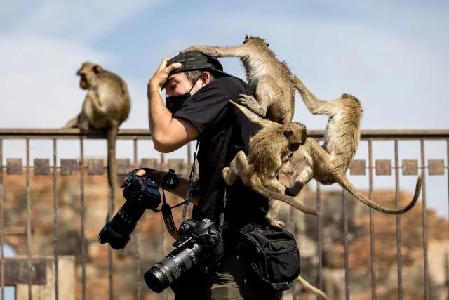 foto mbi 3500 majmune pushtojne qytetin tajlandez banoret mbyllen ne shtepi