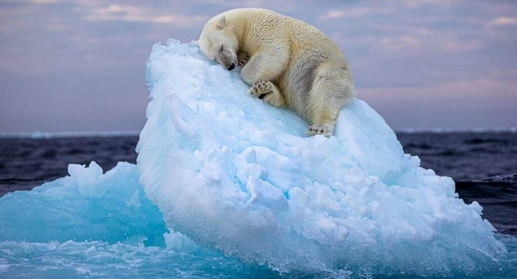 fotoja e ariut polar qe fle ne ajsberg fiton cmimin e rendesishem