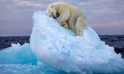 fotoja e ariut polar qe fle ne ajsberg fiton cmimin e rendesishem
