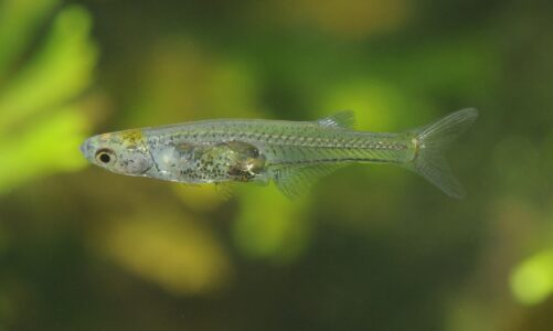 shkencetaret vene re dicka te cuditshme tek ky lloj peshku transparent