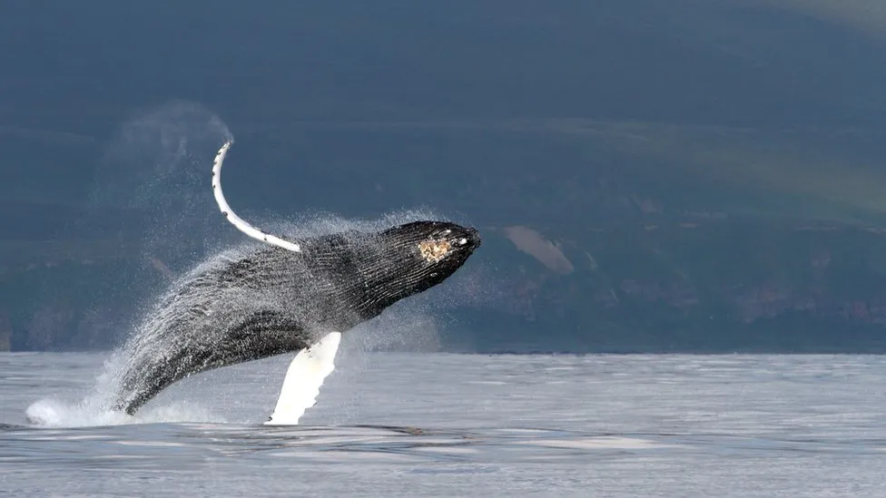 studimi misteri i kenges se balenes zgjidhet nga shkencetaret