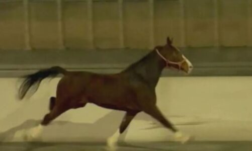 video befasohen shoferet kali hyn ne autostrade dheja emri i vecante me te cilin pagezohet
