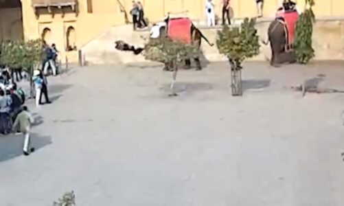 video indi elefanti terbohet dhe perplas ne toke turisten ruse shpeton vetem me nje frakture