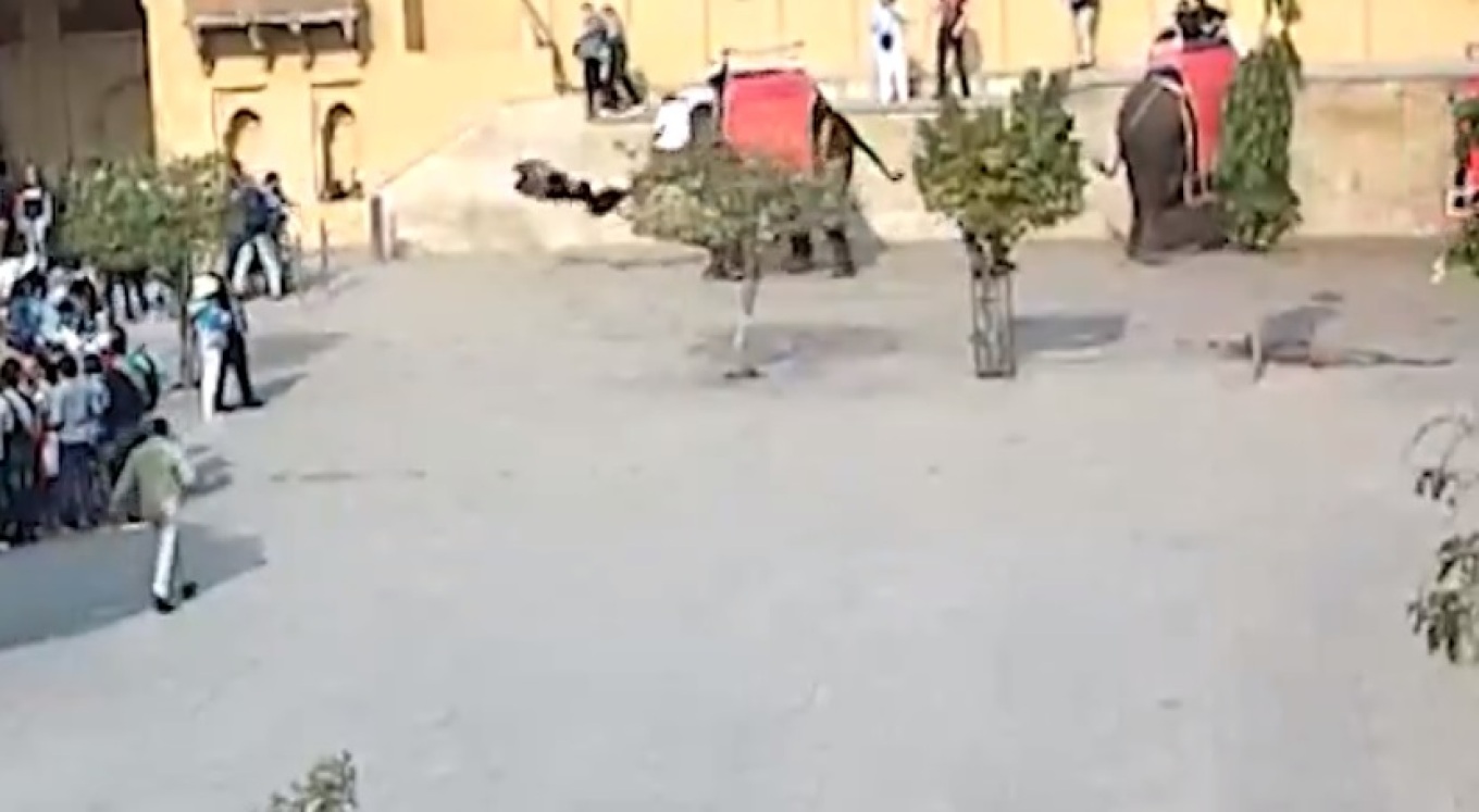 video indi elefanti terbohet dhe perplas ne toke turisten ruse shpeton vetem me nje frakture