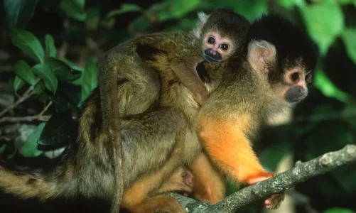 vodhi 14 majmune ne listen e kuqe te specieve ne rrezik zhdukje i riu francez perfundon ne gjyq rrezikon 7 vite burg