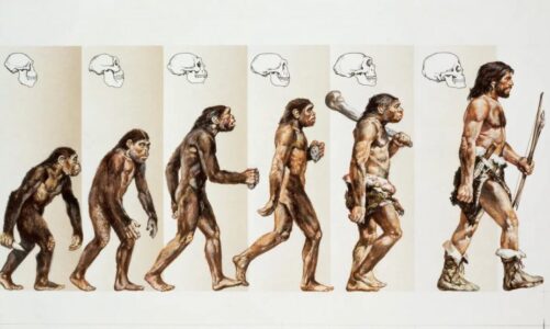 antropologji si e humben njerezit bishtin e tyre gjate evolucionit