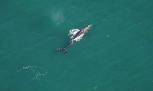 balena gri e shpallur e zhdukur 200 vjet me pare gjendet ne kete vend