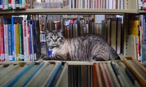 bibliotekat amerikane pranojne fotografi te maceve per tarifat e librave