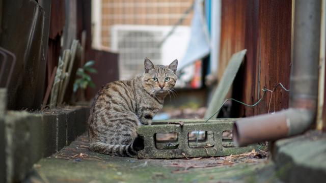 japoni banoret e fukuyama paralajmerohen te mos prekin macen pas renies ne nje rezervuar me kimikate helmuese