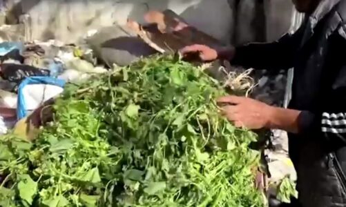 palestinezet e uritur ne gaza ushqehen me bime te egra na merren mendte agjerojme me barkun bosh