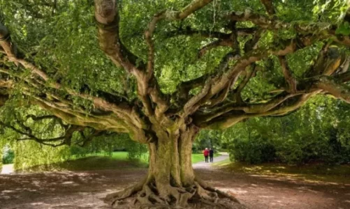 pemet monumentale te vitit nga ulliri mijera vjecar te ahu polak cfare i ben aq te vecanta