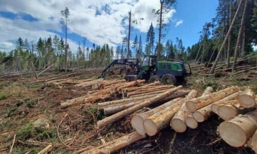 prerja masive e pemeve ngre alarm ne france autoritetet paralajmerojne per katastrofe ekologjike