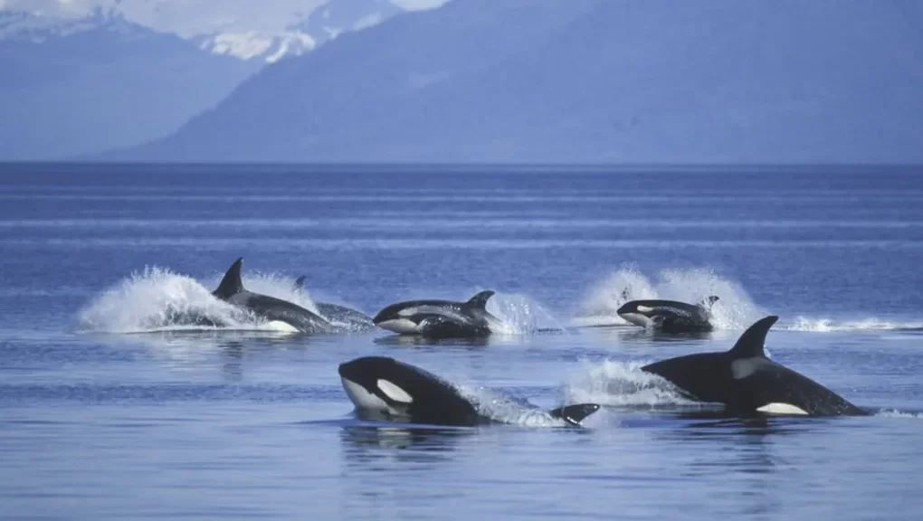 studimi balenat qe kalojne ne menopauze jetojne rreth kater dekada me gjate