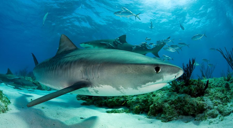 studiuesit perdorin peshkaqenet tiger per zbulime shkencore ne oqean dhe keto jane rezultatet