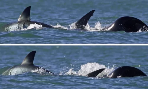 video filmohet per here te pare gjuetia e pazakonte e orkes vrasese