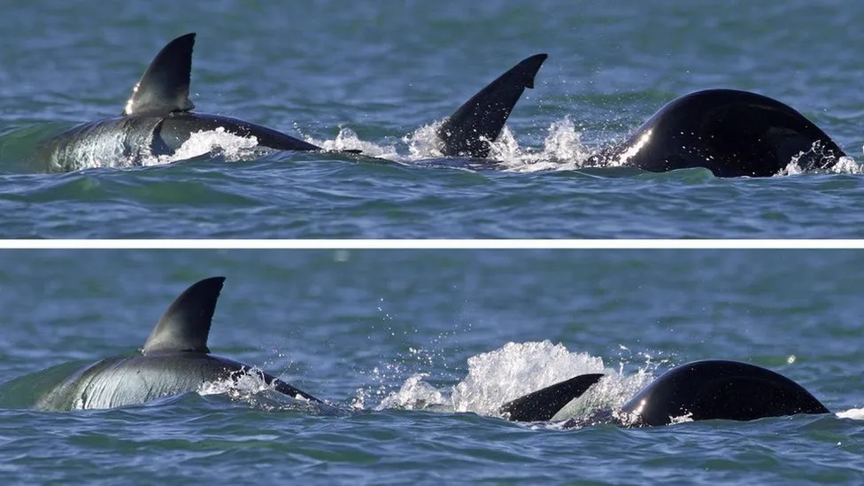 video filmohet per here te pare gjuetia e pazakonte e orkes vrasese