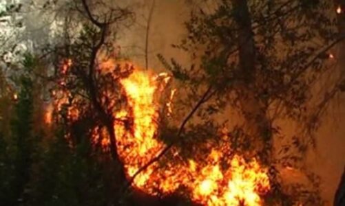 bie zjarr ne fshatin sadovice te beratit digjen 5 rrenje ullinj dhe rreth 500m2 bimesi me shkurre e ferra
