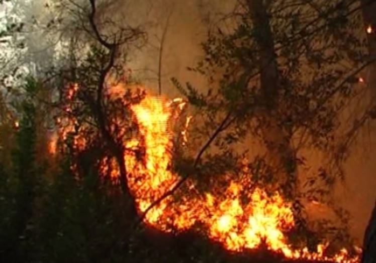 bie zjarr ne fshatin sadovice te beratit digjen 5 rrenje ullinj dhe rreth 500m2 bimesi me shkurre e ferra