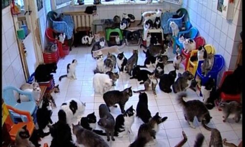 cifti francez denohet me nje vit burg mbajti 159 mace e shtate qen ne 80 m2