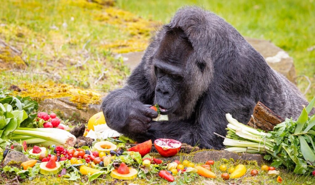 fatou gorilla me e vjeter ne bote feston ditelindjen e saj te 67 te