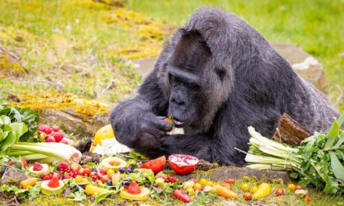 fatou gorilla me e vjeter ne bote feston ditelindjen e saj te 67 te