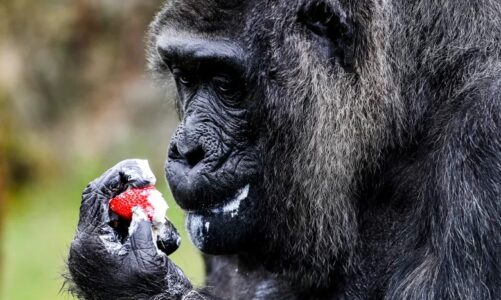 Gorilla më e vjetër në botë feston ditëlindjen, ja sa vjeç mbushi Fatou