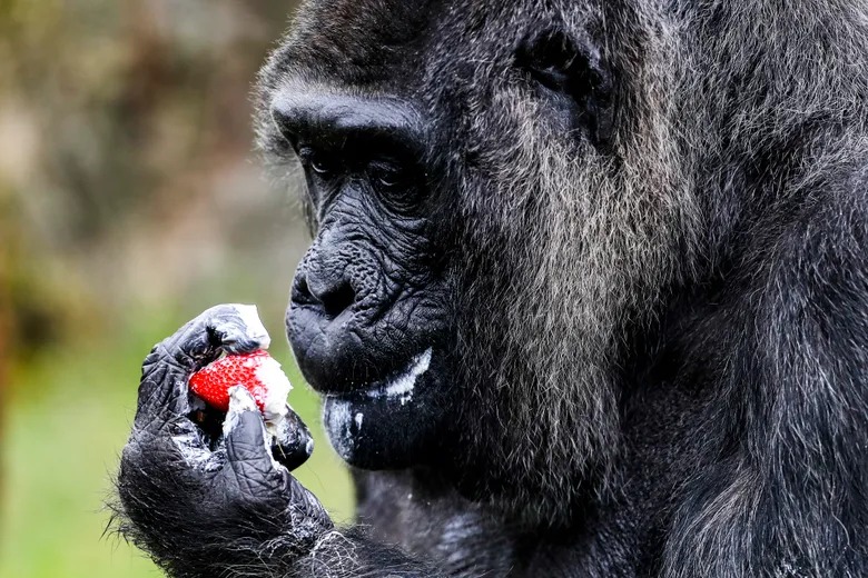 gorilla me e vjeter ne bote feston ditelindjen ja sa vjec mbushi fatou