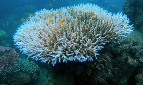 krijojne triliona dollare te ardhura efektet shkaterruese mbi koralet ne fundin e oqeanit