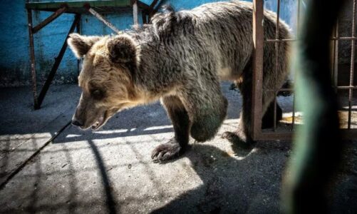 media zvicerane prezenton kopshtet zoologjike me te mira dhe me te keqija ne bote perfshin edhe shqiperine