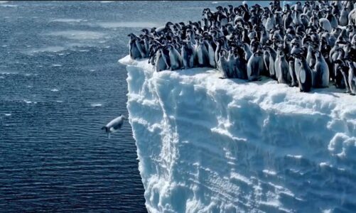 per here te pare kamera e national geographic regjistroi zogj pinguine duke bere