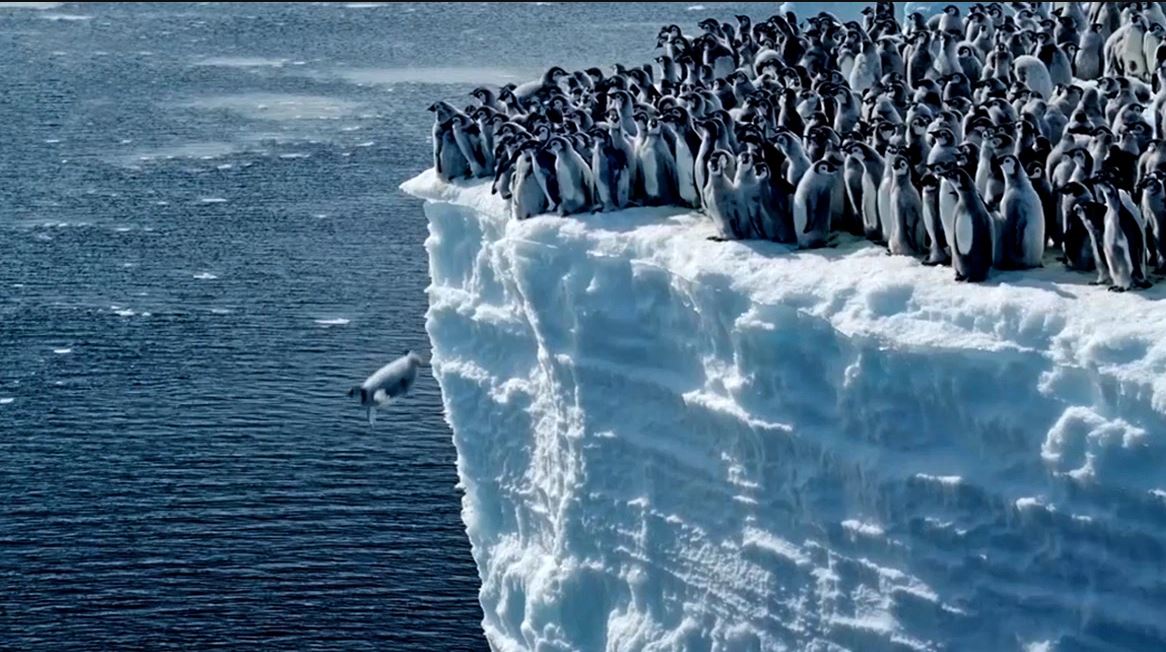 per here te pare kamera e national geographic regjistroi zogj pinguine duke bere
