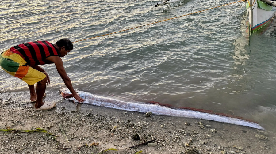 peshku i fundit te botes del ne breg disa ore para termetit vdekjeprures ne tajvan