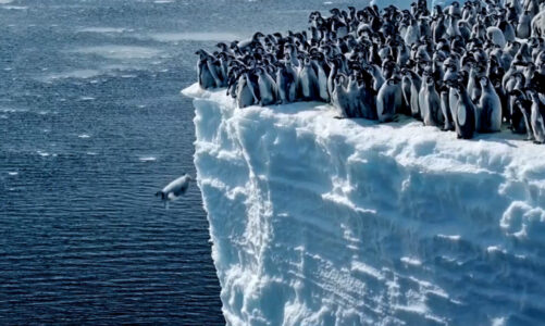 pinguinet hidhen nga 15 metra lartesi per notin e tyre te pare ne oqeanin jugor shihni videon mahnitese