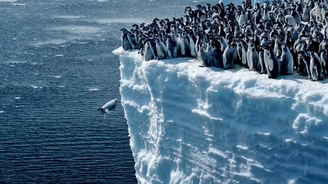 pinguinet hidhen nga 15 metra lartesi per notin e tyre te pare ne oqeanin jugor shihni videon mahnitese
