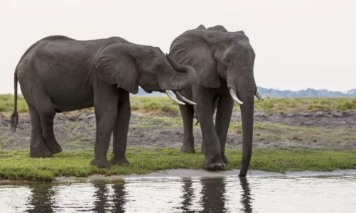 presidenti i botsvanes i ofron gjermanise 20000 elefante pas mosmarreveshjeve per