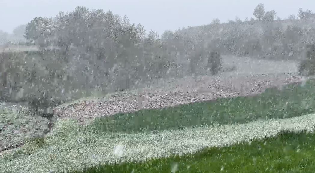 ulje temperaturash bora mbulon dibren shkaktohen deme ne frutikulture