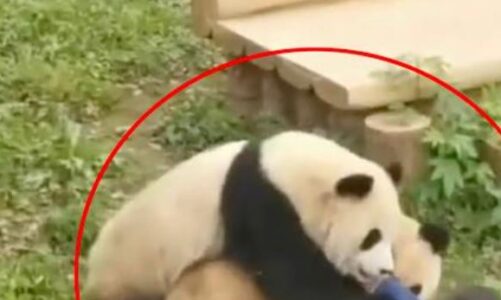 VIDEO/ E pazakontë, pandat gjigante sulmojnë kujdestaren e kopshtit zoologjik