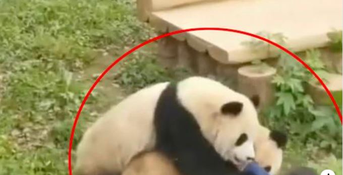 video e pazakonte pandat gjigante sulmojne kujdestaren e kopshtit zoologjik