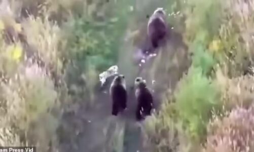 video familja kerkon me dron qenin ne pyll habiten kur zbulojne se jetonte me arinjte