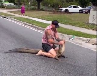 Video/ Florida, burri ndalon aligatorin 2.5 metra me duar të zhveshura dhe pa mjete të tjera