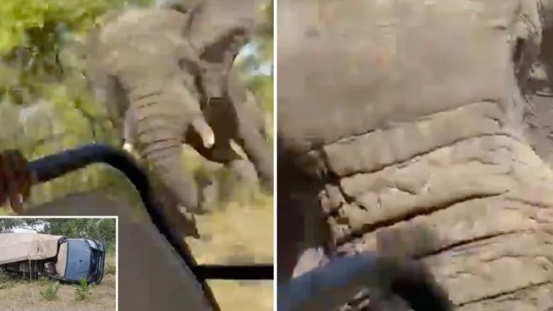 video nje elefant sulmon kamionin me gjashte turiste gjate nje safari ne zambi humb jeten 80 vjecare