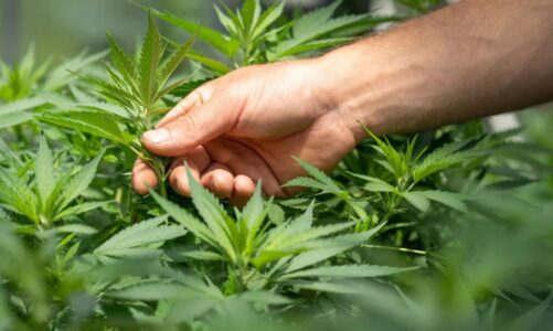 lufta kunder narkotikeve evidentohen ambiente te pershtatura per kultivimin e droges ne kruje asgjesohen rreth 1200 bime