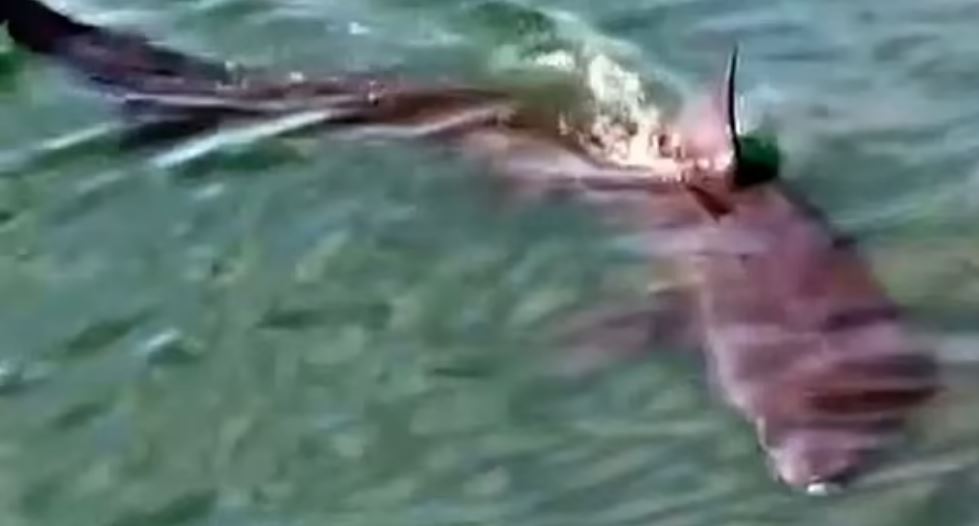 momenti i frikshem peshkaqeni 10 metra i gjate shokon peshkatarin u shfaq duke notuar prane portit