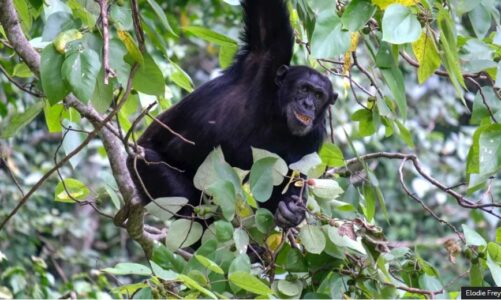 shimpanzete vetemjekohen me bime kuruese