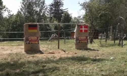 video gjermani danimarke elefanti bubi parashikon rezultatin e sakte