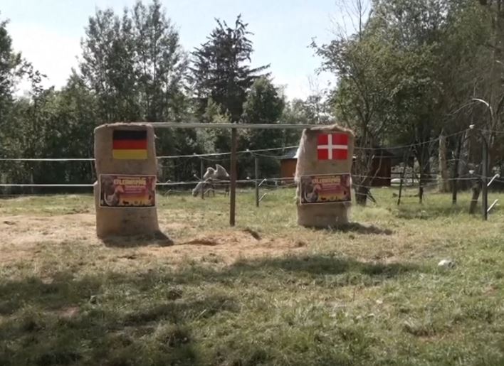 video gjermani danimarke elefanti bubi parashikon rezultatin e sakte