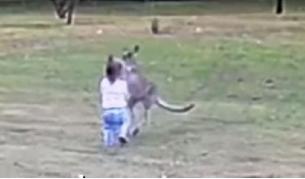 video kanguri sulmon vajzen 2 vjecare ne oborrin e baneses shpetohet mrekullisht nga babai i saj